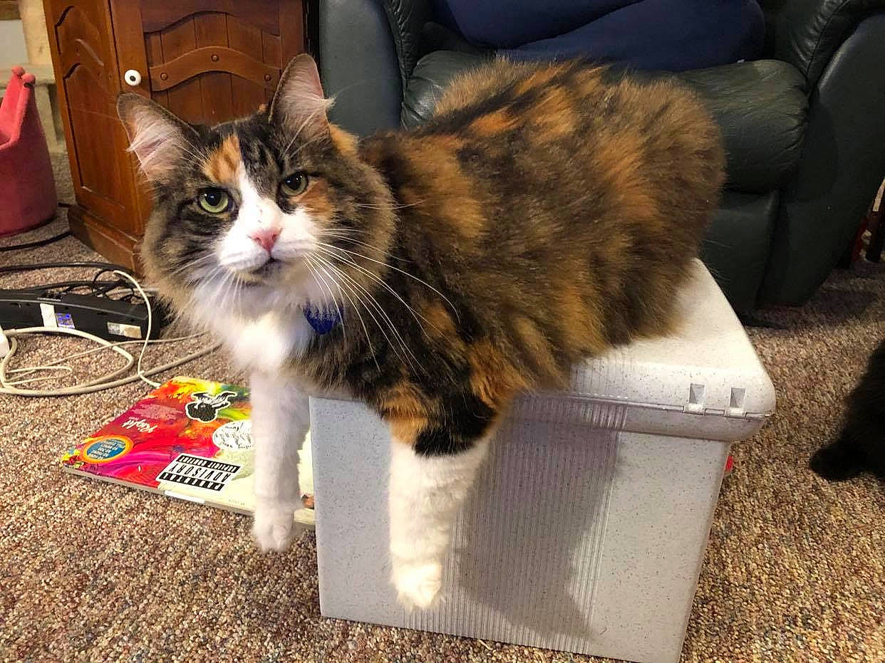 Penelope is registered to the contest to win money with this photo: box, cardboard, carnivore, cat, chair, claw, comfort, couch, domestic_short_haired_cat, felidae, flooring, fur, paw, sitting, small_to_medium_sized_cats, tail, whiskers, window