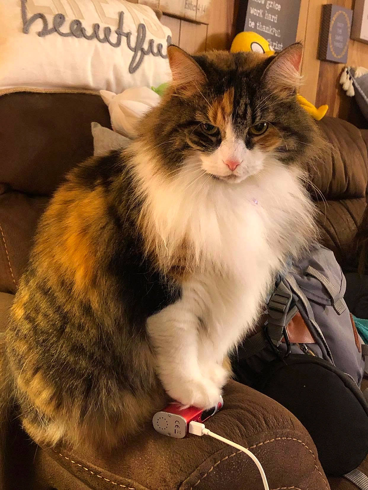 Penelope is registered to the contest to win money with this photo: box, british_longhair, carnivore, cat, claw, comfort, companion_dog, domestic_short_haired_cat, felidae, fur, lap, maine_coon, paw, siberian, sitting, small_to_medium_sized_cats, tail, whiskers