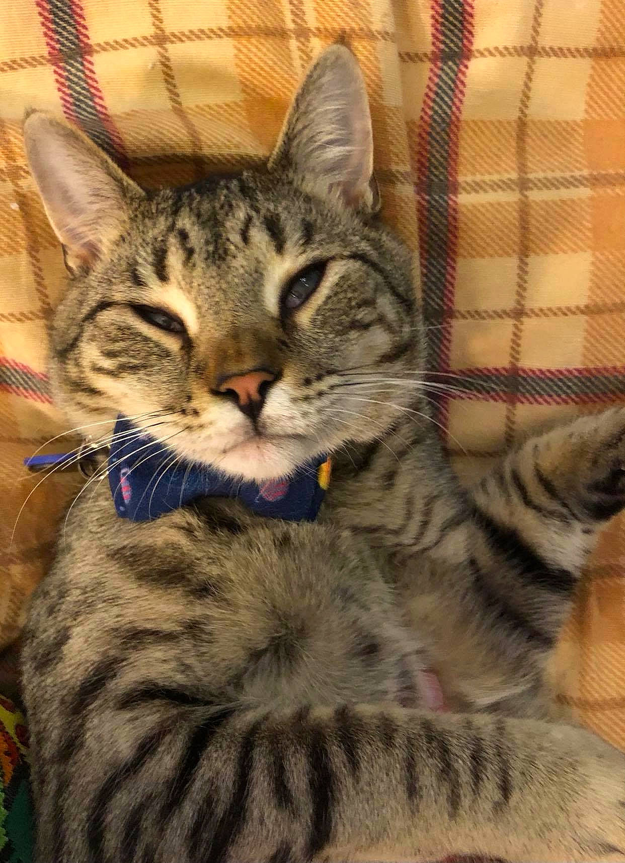 Linus joined the competition — help win amazing prizes! art, carnivore, cat, claw, domestic_short_haired_cat, facial_expression, felidae, fur, pattern, paw, sitting, small_to_medium_sized_cats, snout, tail, terrestrial_animal, whiskers, wildlife