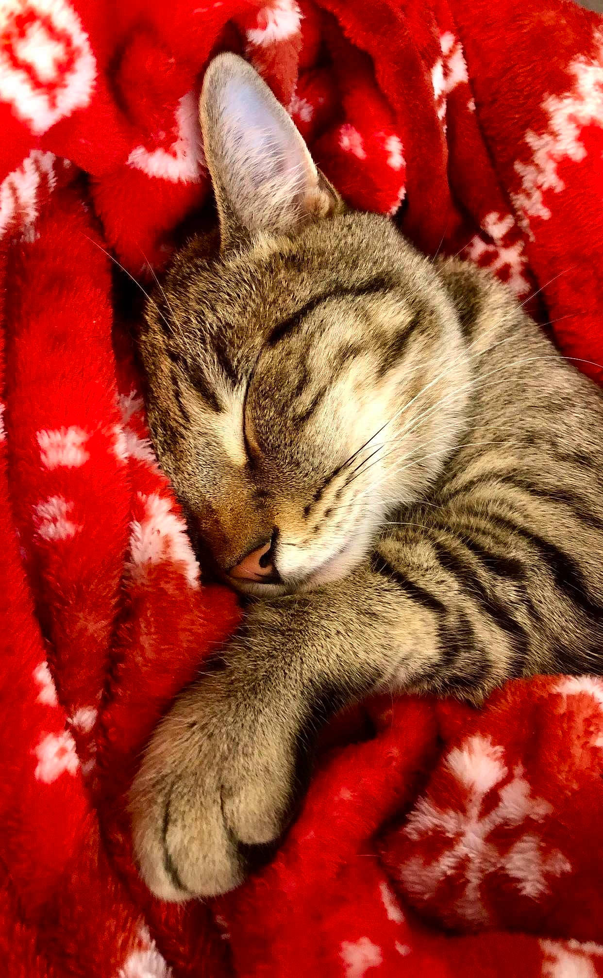 Linus is registered to the contest to win money with this photo: art, carmine, carnivore, cat, claw, domestic_short_haired_cat, felidae, fur, illustration, nap, painting, paw, photo_caption, sleep, small_to_medium_sized_cats, snout, tail, textile, whiskers, wildlife