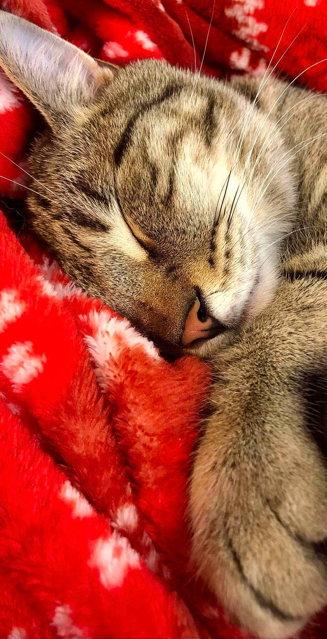 Linus is registered to the contest to win money with this photo: carnivore, cat, claw, close_up, comfort, eye, fawn, felidae, fur, head, human_body, leg, mammal, nose, paw, small_to_medium_sized_cats, snout, tail, textile, whiskers