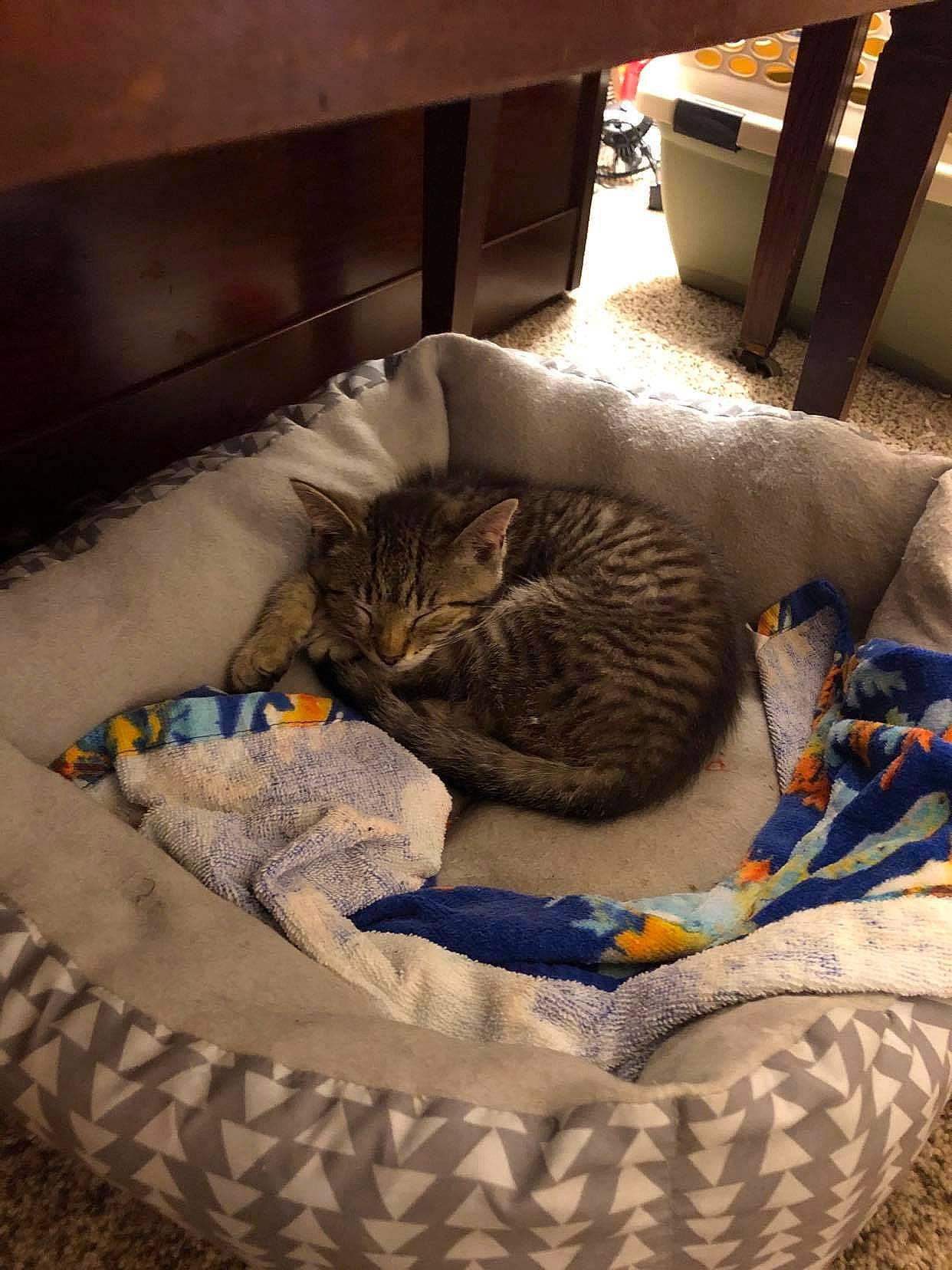 Linus joined the competition — help win amazing prizes! bag, brown, carnivore, cat, cat_bed, cat_supply, comfort, felidae, fur, grey, linens, luggage_and_bags, mammal, pet_supply, room, small_to_medium_sized_cats, tail, terrestrial_animal, vertebrate, whiskers