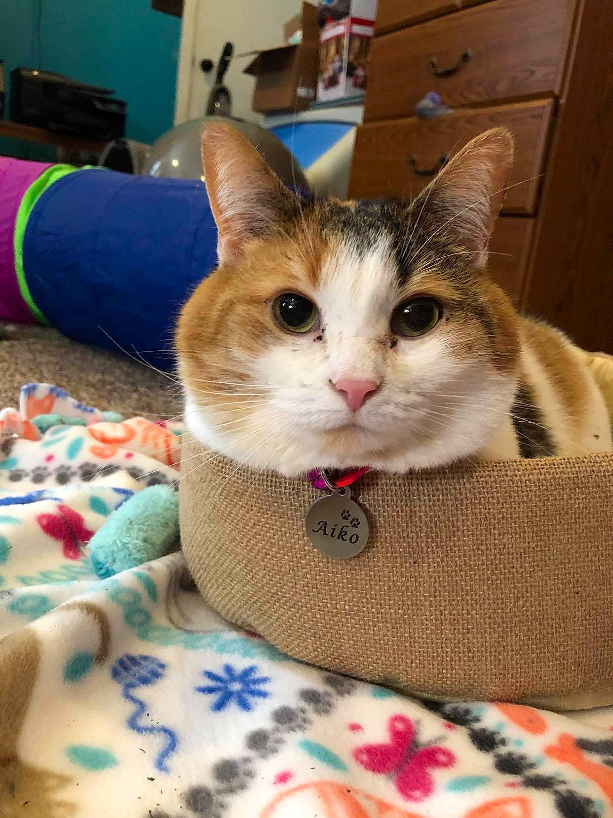 Aiko joined the competition — help win amazing prizes! box, cardboard, carnivore, cat, comfort, domestic_short_haired_cat, drawer, fawn, felidae, fur, linens, pattern, paw, pet_supply, room, sitting, small_to_medium_sized_cats, textile, whiskers, wood