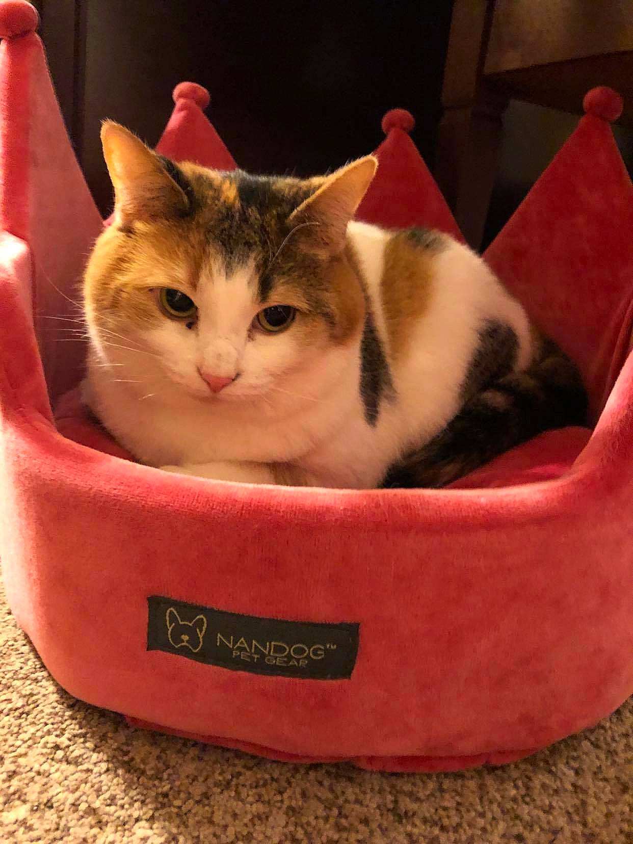 Aiko is registered to the contest to win money with this photo: basket, box, cardboard, carnivore, carton, cat, cat_supply, comfort, domestic_short_haired_cat, felidae, fur, packaging_and_labeling, packing_materials, pet_supply, shipping_box, small_to_medium_sized_cats, snout, whiskers, window, wood