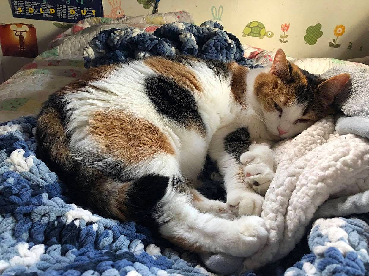 Aiko joined the competition — help win amazing prizes! bed, bed_sheet, bedding, carnivore, cat, claw, comfort, domestic_short_haired_cat, felidae, fur, linens, mammal, nap, paw, small_to_medium_sized_cats, snout, tail, terrestrial_animal, vertebrate, whiskers