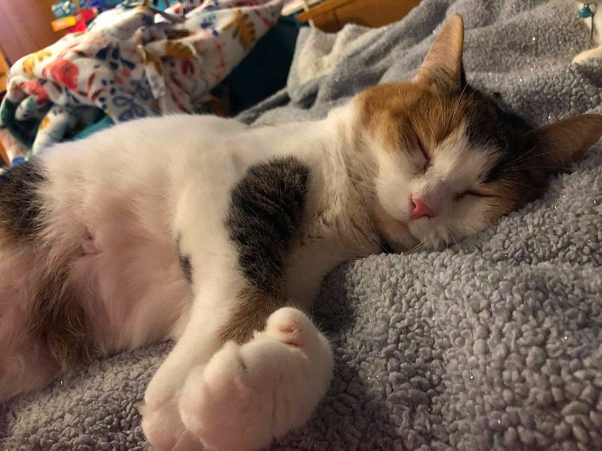 Aiko is registered to the contest to win money with this photo: carnivore, cat, comfort, domestic_short_haired_cat, fawn, felidae, foot, fur, nap, paw, small_to_medium_sized_cats, snout, tail, whiskers