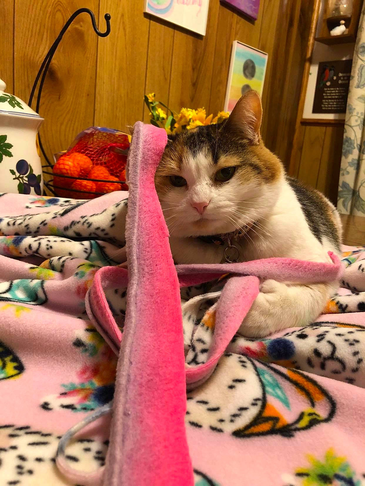 Aiko joined the competition — help win amazing prizes! bed_sheet, bedding, carnivore, cat, comfort, domestic_short_haired_cat, fawn, felidae, fur, interior_design, linens, pattern, picture_frame, pink, room, small_to_medium_sized_cats, tail, toy, whiskers, wood