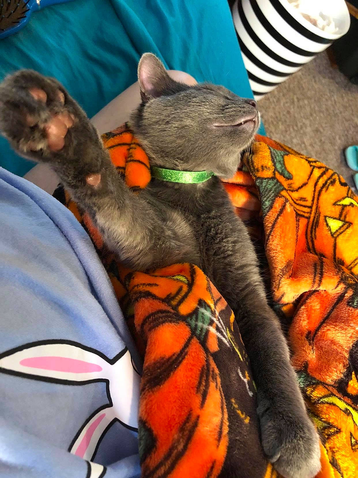 Murphy is registered to the contest to win money with this photo: canidae, carnivore, claw, dog_breed, domestic_short_haired_cat, felidae, fictional_character, fur, gesture, human_leg, orange, pattern, plush, small_to_medium_sized_cats, snout, stuffed_toy, tail, toy, whiskers, wildlife