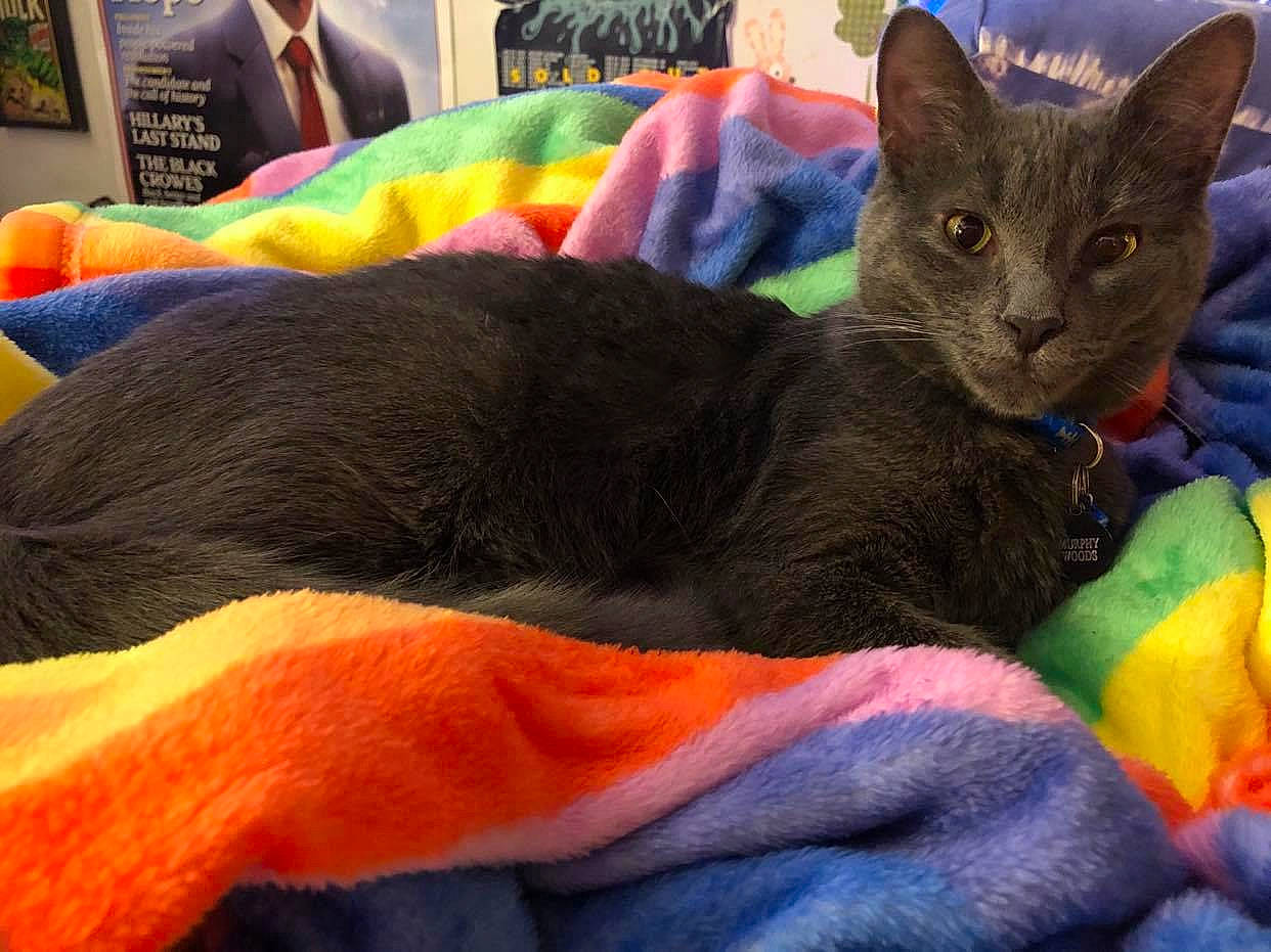 Murphy is registered to the contest to win money with this photo: bed, black_cat, carnivore, cat, cat_bed, cat_supply, claw, comfort, couch, domestic_short_haired_cat, felidae, fur, grey, nap, orange, picture_frame, small_to_medium_sized_cats, snout, tail, whiskers