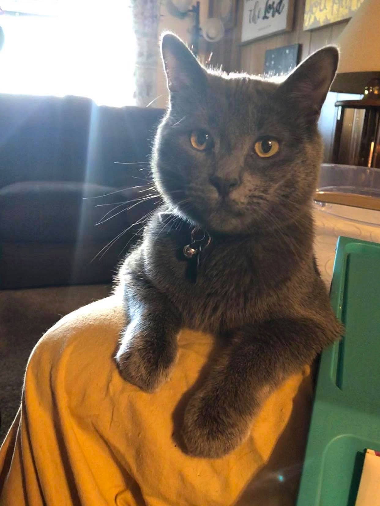 Murphy is registered to the contest to win money with this photo: black_cat, carnivore, cat, cat_supply, chair, chartreux, claw, comfort, domestic_short_haired_cat, eye, felidae, fur, grey, paw, russian_blue, sitting, small_to_medium_sized_cats, tail, whiskers, window