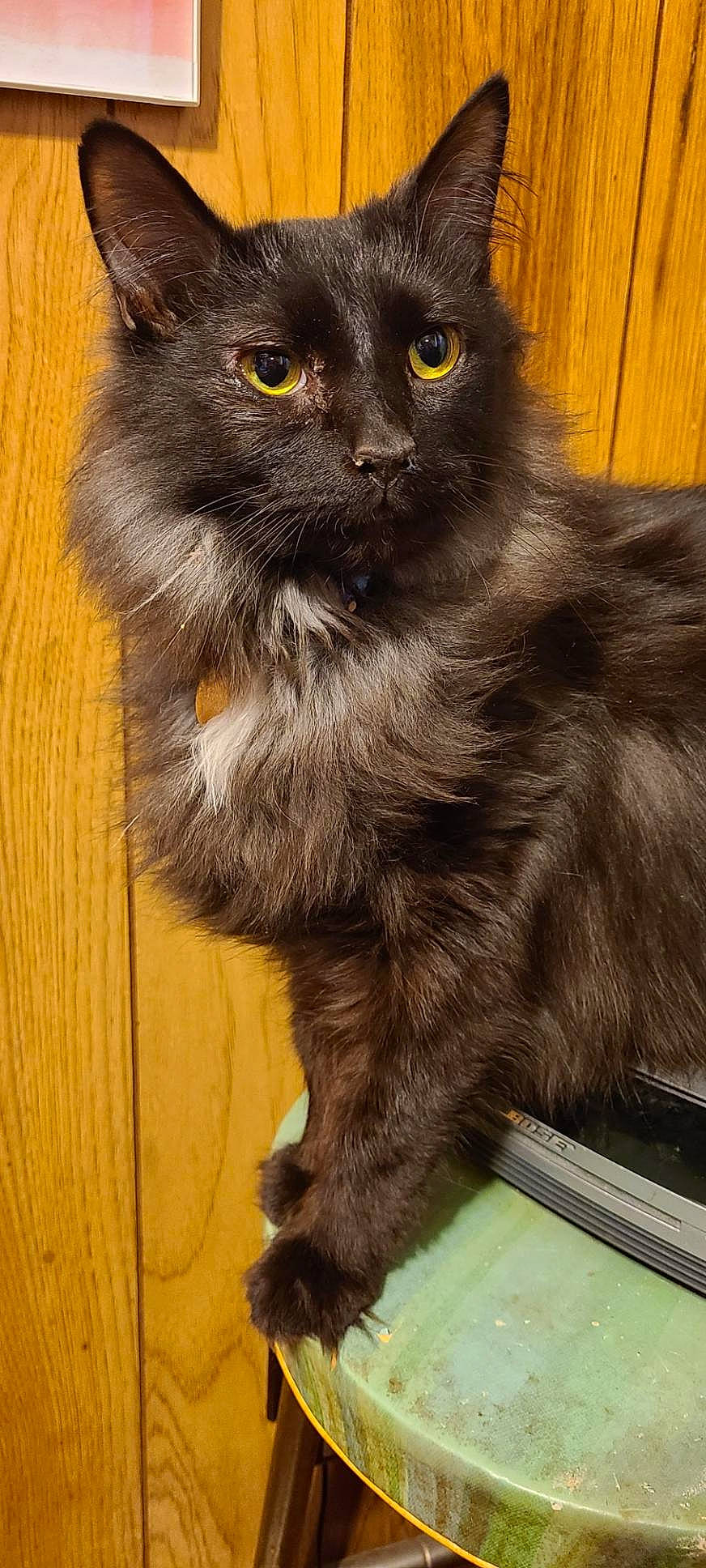 Fuzz E. Butt joined the competition — help win amazing prizes! black_cat, bombay, british_longhair, carnivore, cat, claw, domestic_short_haired_cat, eye, felidae, fur, hardwood, iris, paw, sitting, small_to_medium_sized_cats, snout, tail, terrestrial_animal, whiskers, wood