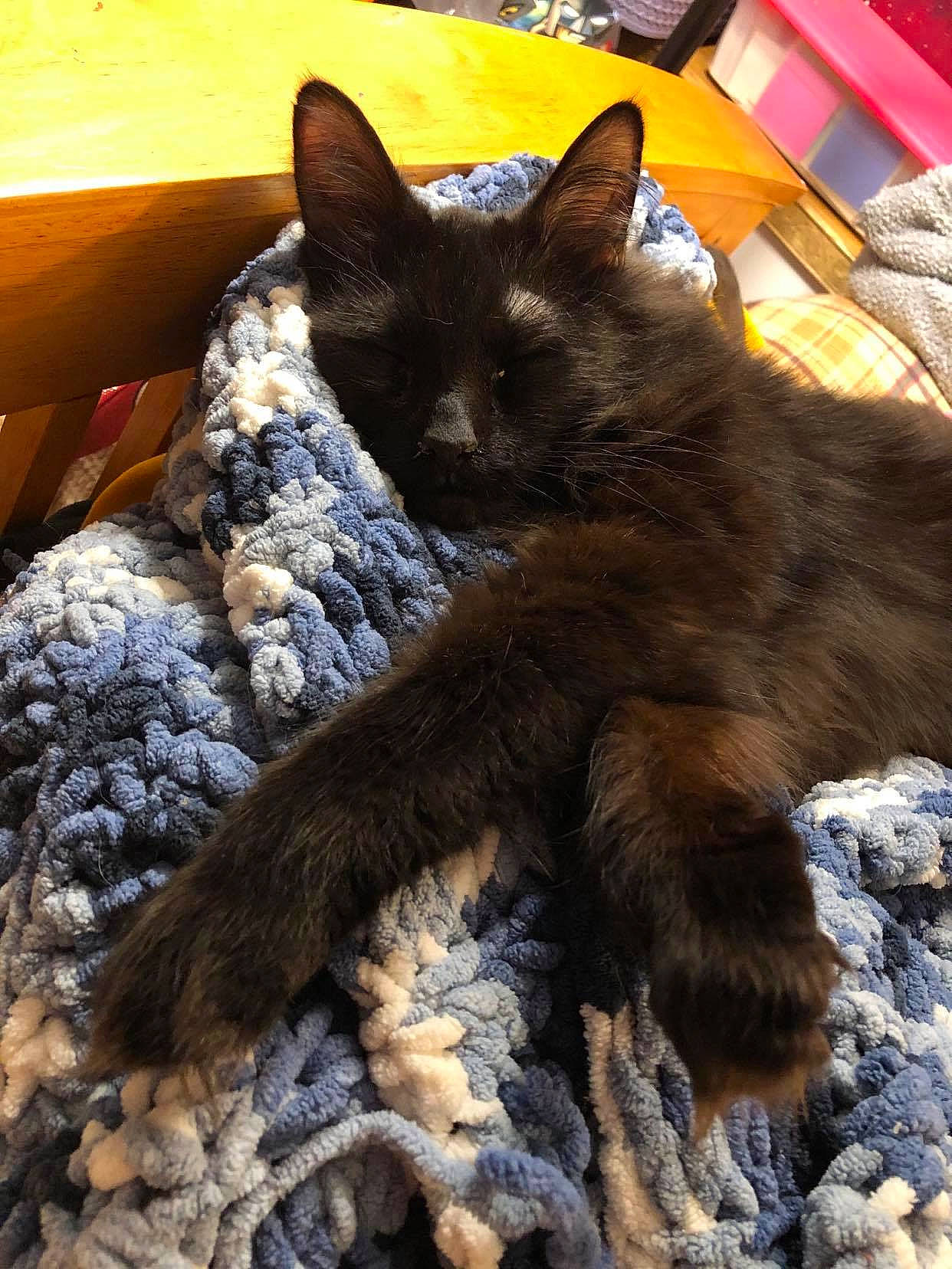 Fuzz E. Butt is registered to the contest to win money with this photo: black_cat, canidae, carnivore, cat, claw, comfort, dog_breed, domestic_short_haired_cat, electric_blue, fawn, felidae, flooring, fur, paw, small_to_medium_sized_cats, snout, sporting_group, tail, terrestrial_animal, whiskers