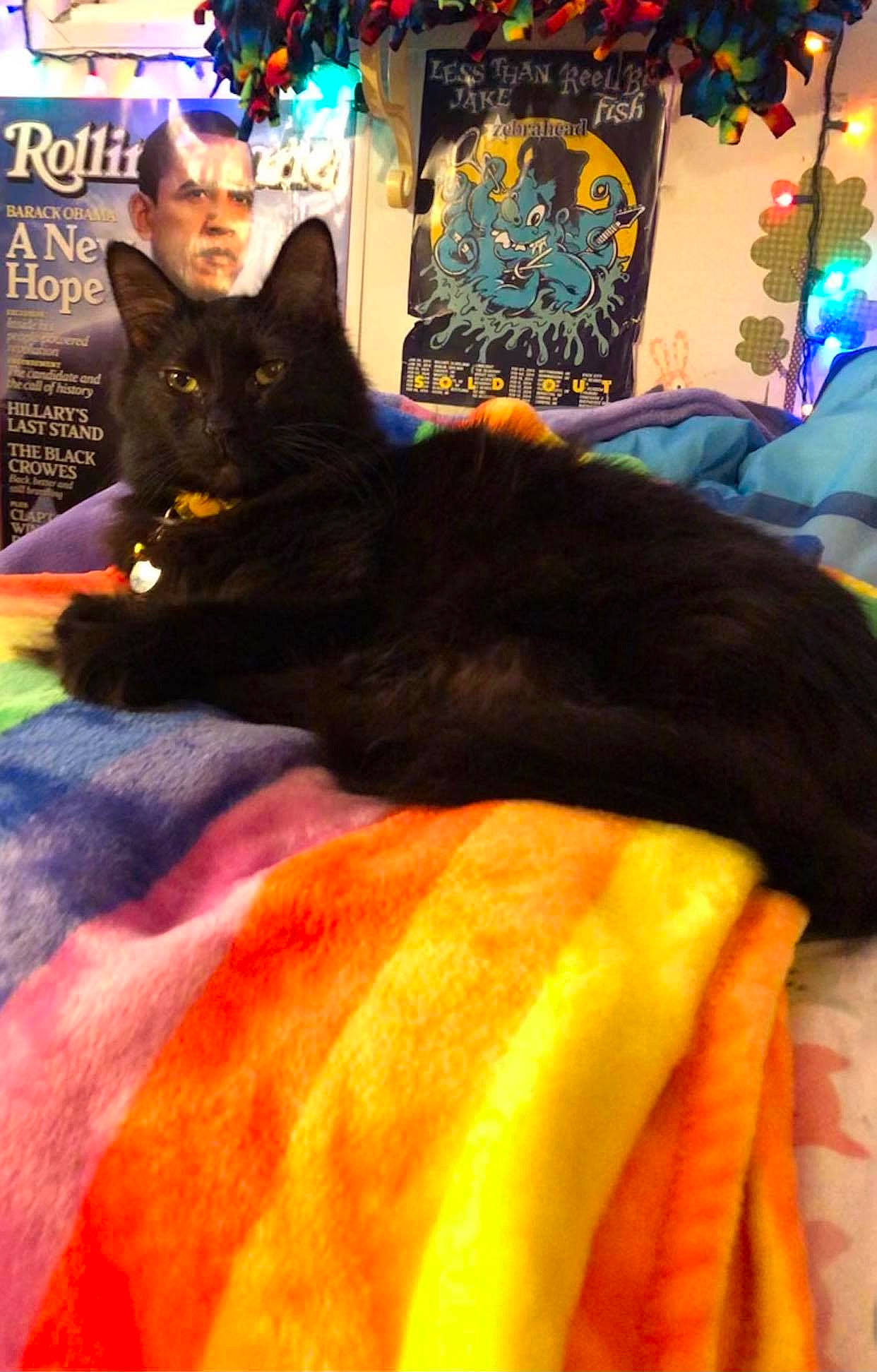 Fuzz E. Butt joined the competition — help win amazing prizes! bedding, black_cat, blanket, blue, bombay, carnivore, cat, comfort, domestic_short_haired_cat, felidae, fur, linens, magenta, orange, picture_frame, plant, room, small_to_medium_sized_cats, tail, whiskers