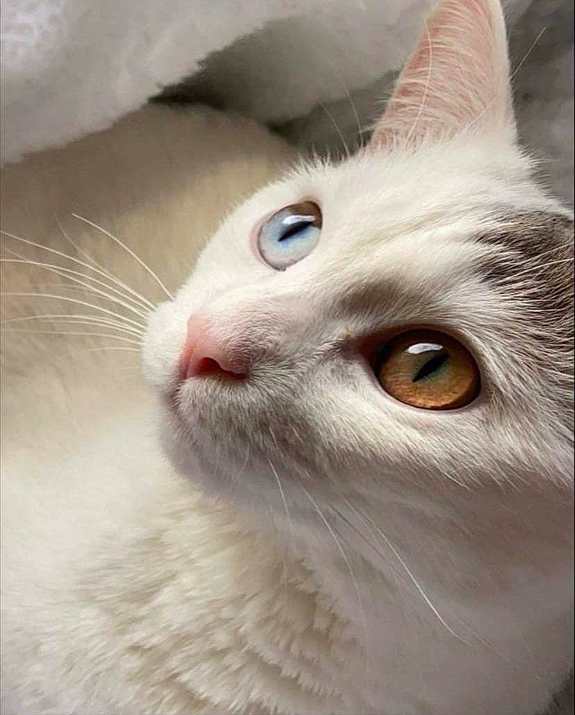 Yuumi joined the competition — help win amazing prizes! carnivore, cat, domestic_short_haired_cat, ear, eyelash, felidae, fur, iris, no_expression, small_to_medium_sized_cats, snout, terrestrial_animal, whiskers