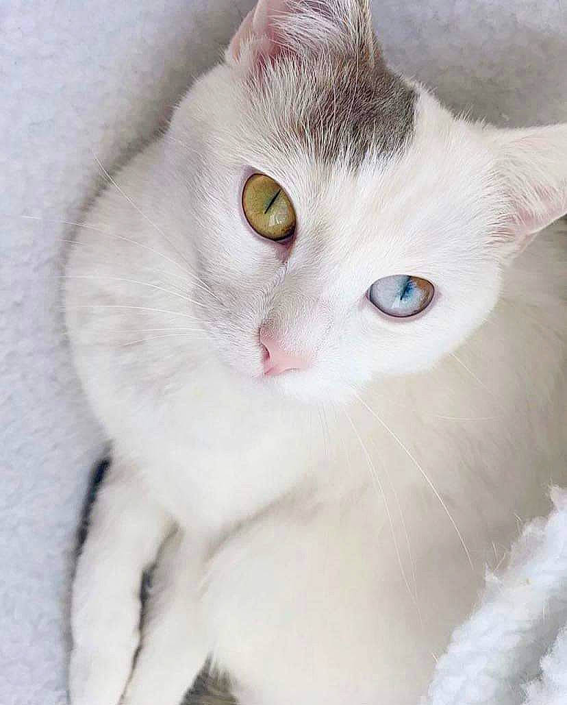 Yuumi is registered to the contest to win money with this photo: carnivore, cat, domestic_short_haired_cat, ear, felidae, fur, no_expression, paw, small_to_medium_sized_cats, snout, whiskers