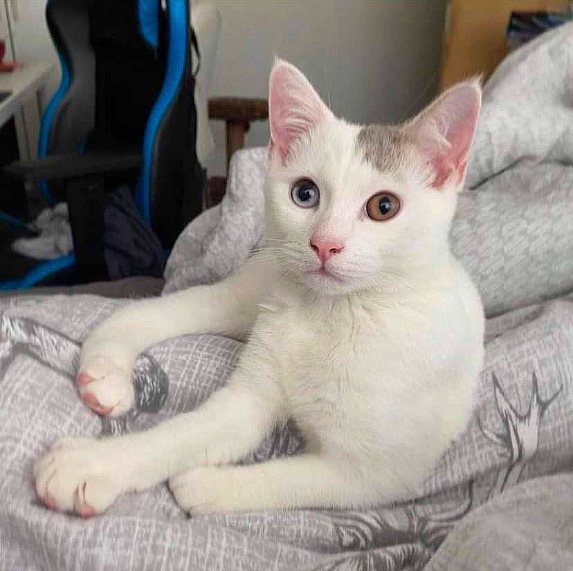 Yuumi is registered to the contest to win money with this photo: carnivore, cat, claw, comfort, domestic_short_haired_cat, felidae, fur, paw, small_to_medium_sized_cats, snout, tail, whiskers