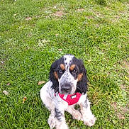 Alto a rejoint le concours — aidez-le/la à gagner de superbes lots ! dog, puppy, grass, outdoor, pet, animal, black_and_white, red_harness, cute, sitting, nature, young, fur, canine, eyes, muzzle, ears, greenery, playful, companion