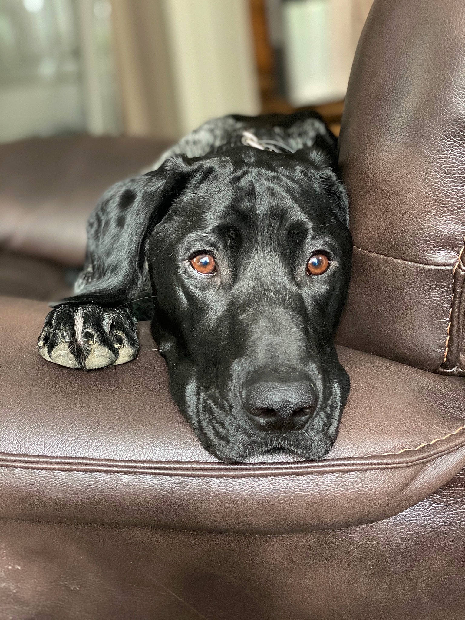 Smoke is registered to the contest to win money with this photo: borador, carnivore, comfort, companion_dog, dog, dog_breed, dog_collar, fur, great_dane, grey, guard_dog, gun_dog, monochrome_photography, pointing_breed, retriever, snout, sporting_group, whiskers, working_animal, working_dog