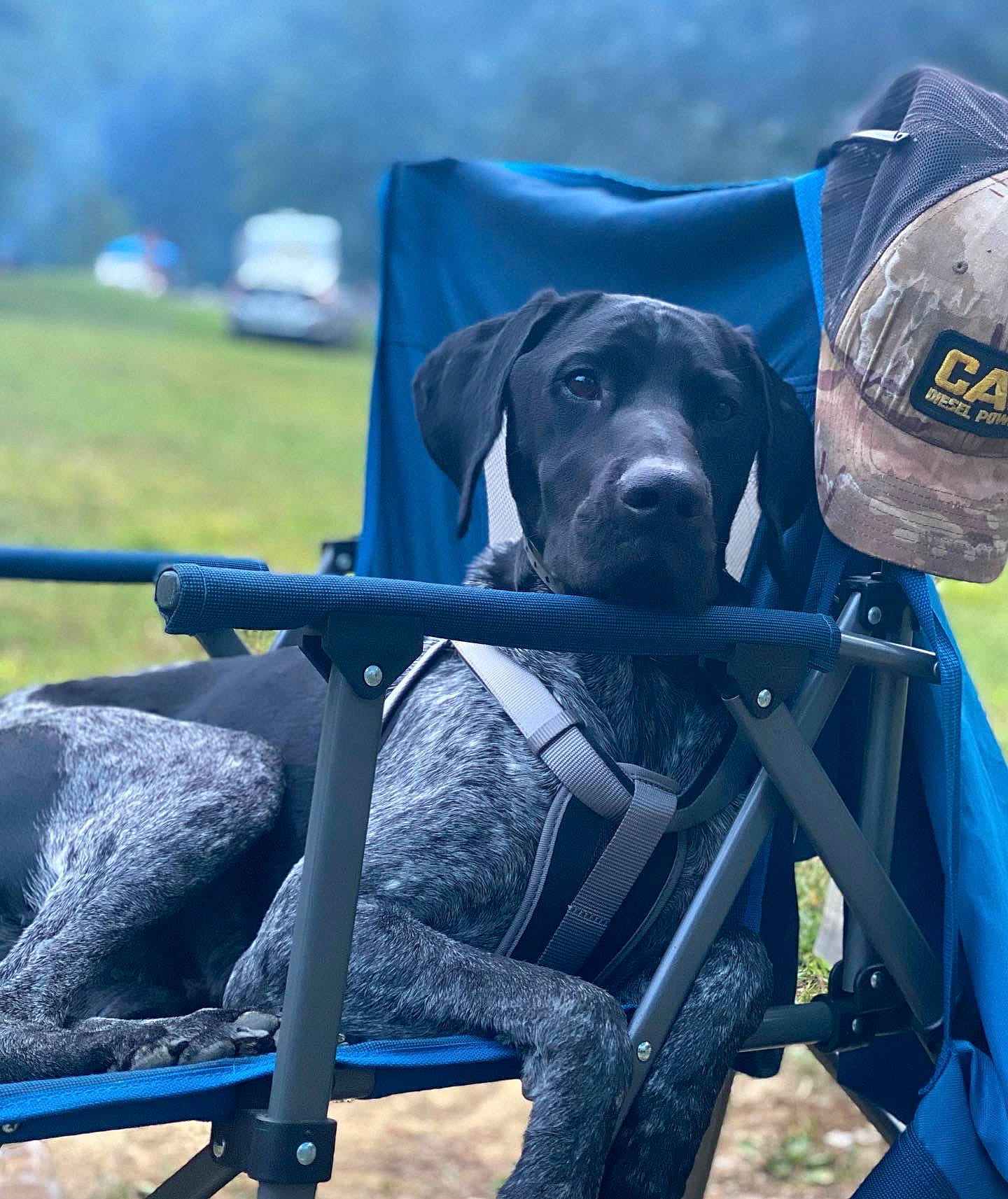 Smoke is registered to the contest to win money with this photo: auto_part, automotive_wheel_system, blue, canidae, carnivore, chair, companion_dog, dog, dog_breed, dog_collar, electric_blue, grass, gun_dog, leisure, personal_protective_equipment, recreation, sitting, snout, sporting_group, working_animal