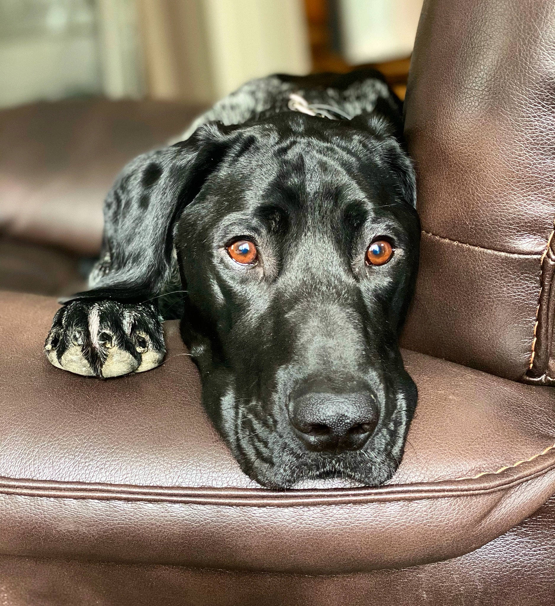 Smoke is registered to the contest to win money with this photo: borador, canidae, carnivore, comfort, companion_dog, dog, dog_breed, dog_collar, fur, great_dane, grey, guard_dog, pointing_breed, retriever, snout, sporting_group, street_dog, whiskers, working_animal, working_dog