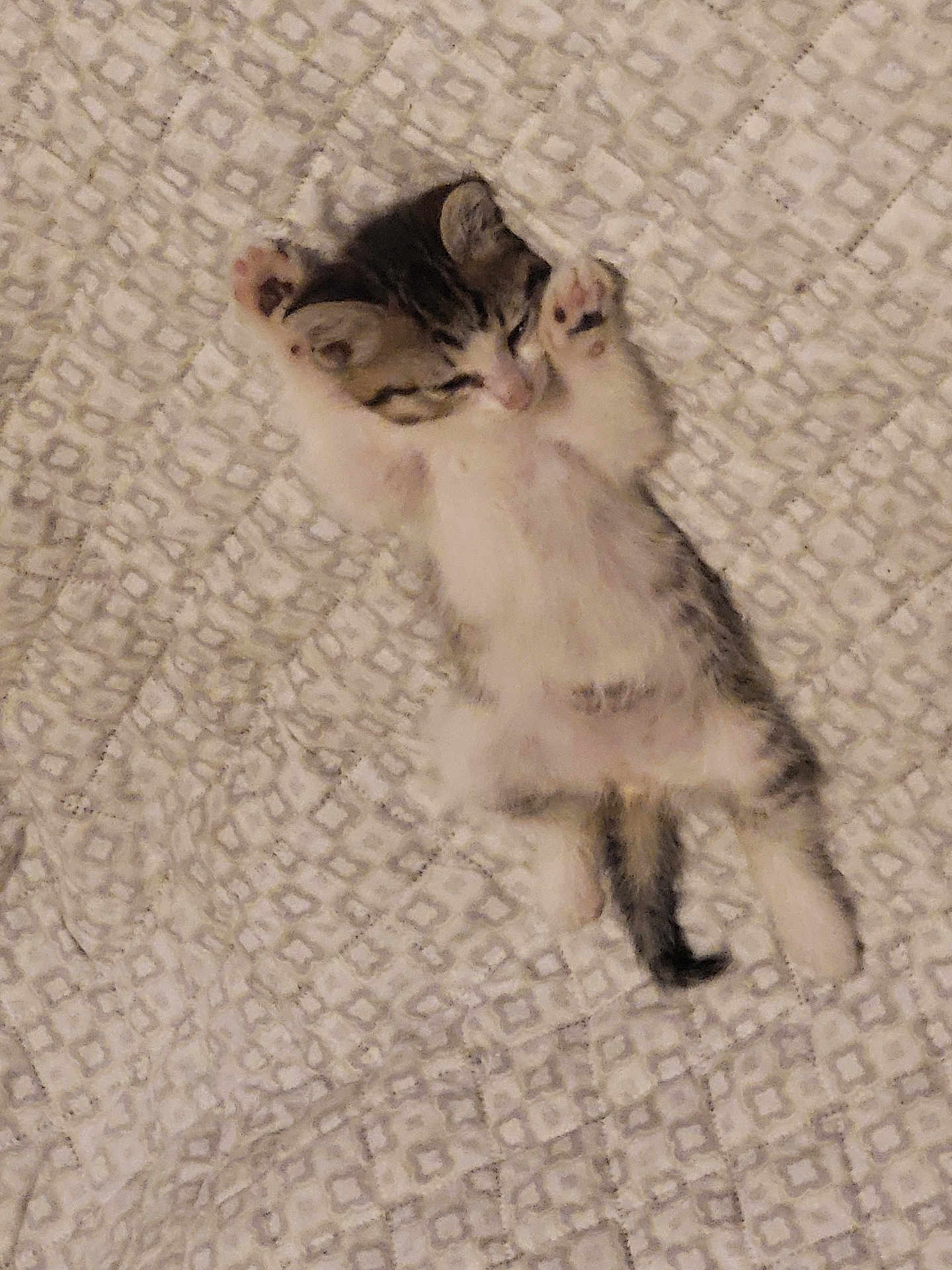 Olaf