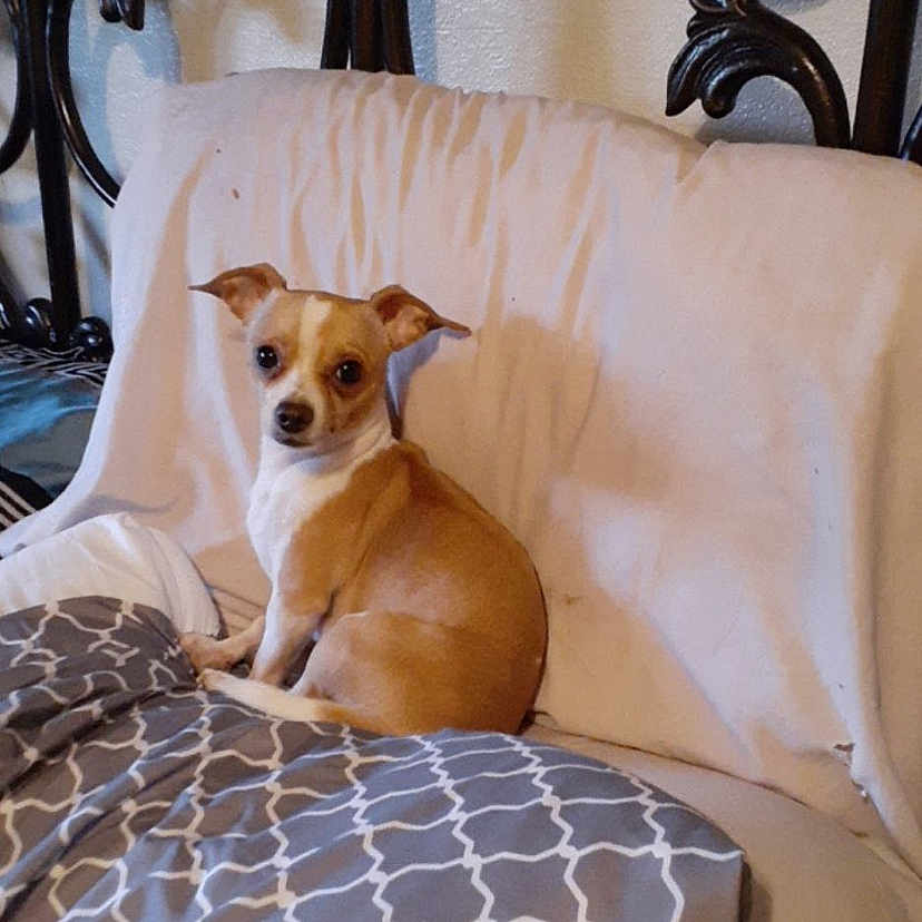 Dr. Mambo joined the competition — help win amazing prizes! animal, bed, blanket, companion, cozy, curious, cute, dog, domestic, furniture, headboard, indoor, pet, quiet, resting, sitting, small_dog, tan_dog, wall, white_sheet