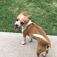 Dr. Mambo is registered to the contest to win money with this photo: animal, canine, concrete, cute, daylight, dog, ears, friendly, grass, happy, nature, outdoor, pet, playful, side_view, small_dog, tail, tan_and_white, tongue_out, walking