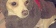 Dr. Mambo is registered to the contest to win money with this photo: animal, antlers, bed, blanket, clothing, costume, cute, dog, ears, expression, festive, fur, holiday, indoor, paws, pet, reindeer, small_dog, standing, white