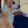 Dr. Mambo joined the competition — help win amazing prizes! animal, brown, closeup, couch, cozy, curtain, dog, dvd, front_view, furniture, hand, indoor, paw, pet, relaxing, sitting, sparkle, stack, wall, white