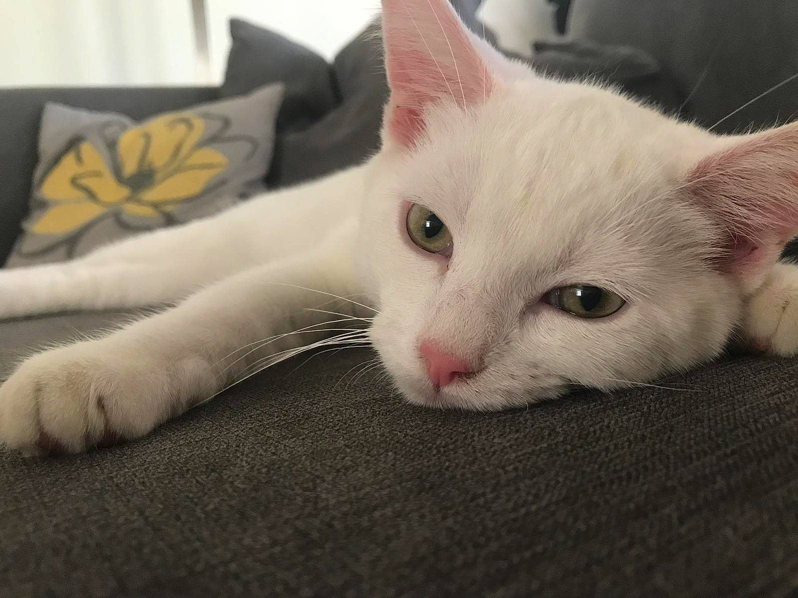 Mookie joined the competition — help win amazing prizes! aegean_cat, asian, burmilla, carnivore, cat, colorpoint_shorthair, domestic_short_haired_cat, ear, eye, felidae, khao_manee, kitten, mammal, polydactyl_cat, small_to_medium_sized_cats, snout, turkish_angora, turkish_van, vertebrate, whiskers