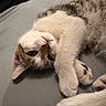 Snoopy joined the competition — help win amazing prizes! cat, kitten, fluffy, sleeping, lounging, upside_down, paws, whiskers, fur, blue_eyes, white, gray, indoors, bed, blanket, close_up, pet, cute, relaxed, portrait