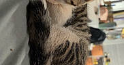 Snoopy is registered to the contest to win money with this photo: kitten, cat, tabby, white_paws, sleeping, curled_up, resting, furry, cute, pet, animal, indoors, cozy, nap, whiskers, ears, striped_fur, soft_surface, closeup, portrait