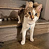 Snoopy joined the competition — help win amazing prizes! cat, tabby, white_fur, pet, animal, staircase, indoors, collar, bell, blue_bell, standing, wide_eyed, whiskers, ears, wood, rustic, home, portrait, photography, cute