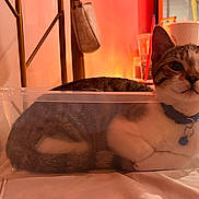 Snoopy is registered to the contest to win money with this photo: cat, pet, animal, feline, tabby, white_and_brown, blue_collar, indoors, plastic_bin, container, sitting, lying_down, portrait, close_up, whiskers, ears, eyes, furniture, warm_lighting, home