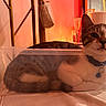 cat, pet, animal, feline, tabby, white_and_brown, blue_collar, indoors, plastic_bin, container, sitting, lying_down, portrait, close_up, whiskers, ears, eyes, furniture, warm_lighting, home