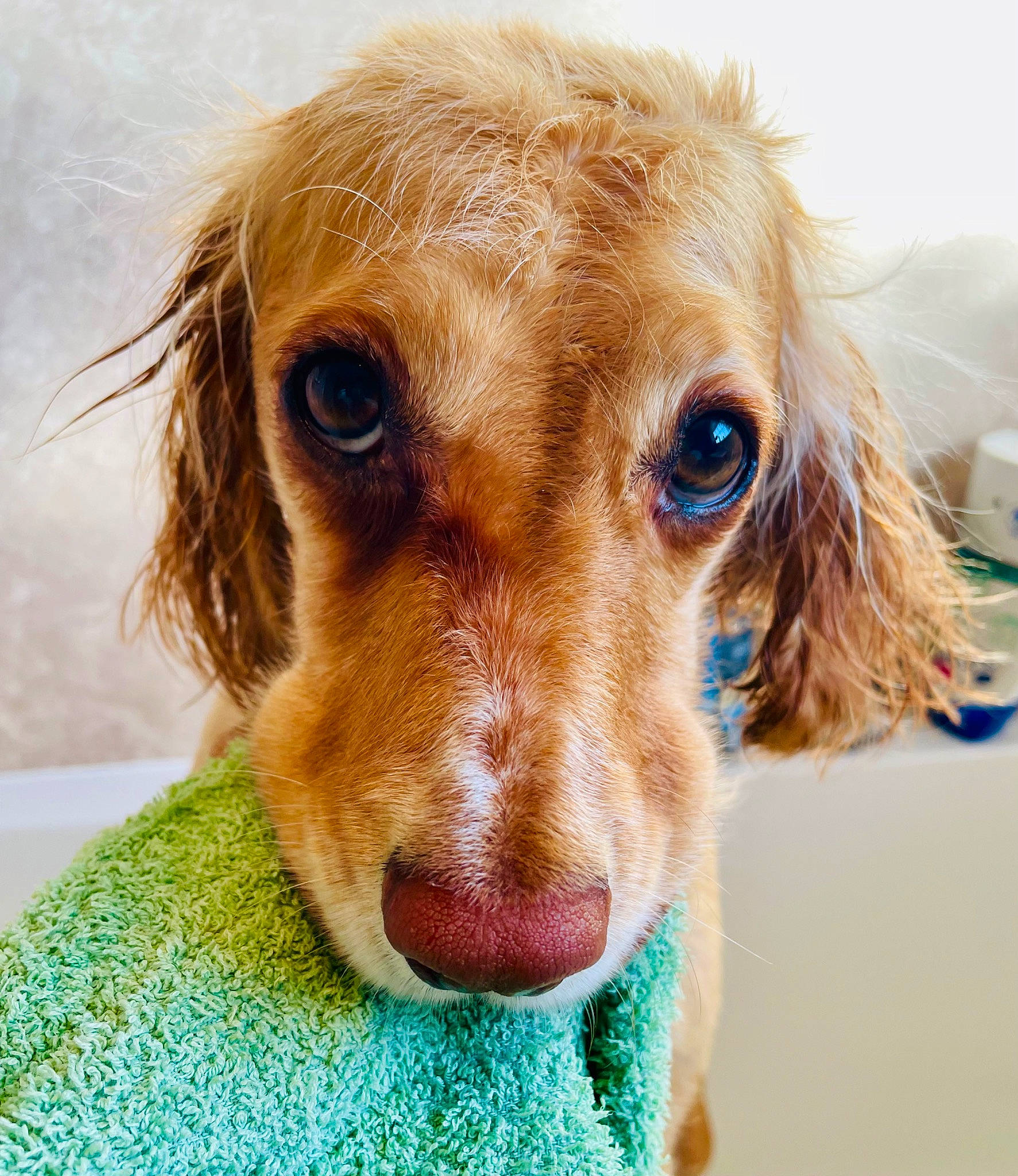 Luna is registered to the contest to win money with this photo: canidae, carnivore, companion_dog, dog, dog_breed, ear, fawn, fur, gun_dog, hunting_dog, liver, snout, spaniel, sporting_group, whiskers