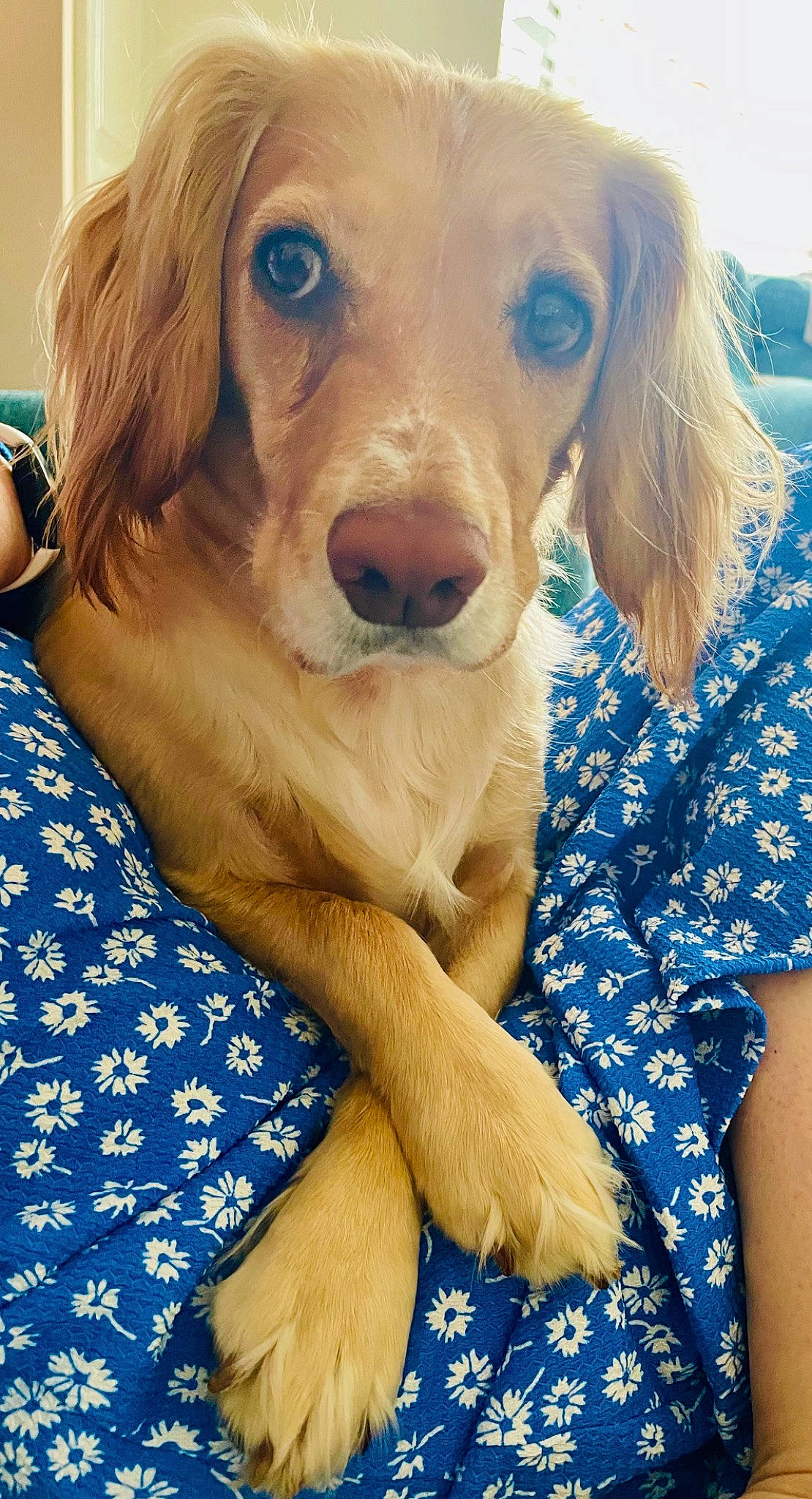 Luna joined the competition — help win amazing prizes! blue, canidae, carnivore, companion_dog, dog, dog_breed, dog_supply, electric_blue, fawn, fur, gun_dog, happy, liver, smile, snout, sporting_group, whiskers, working_animal