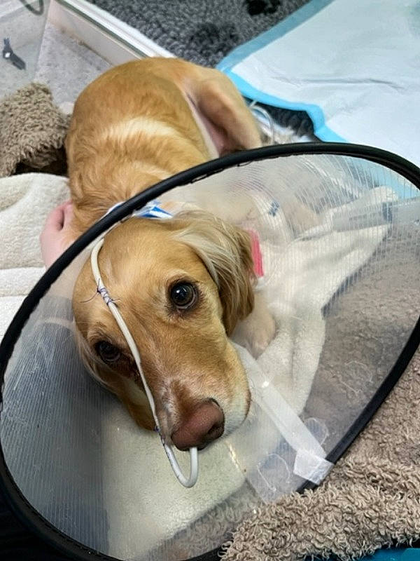 Luna is registered to the contest to win money with this photo: canidae, carnivore, collar, comfort, companion_dog, dog, dog_breed, dog_supply, fawn, fur, hound, liver, paw, pet_supply, puppy, scent_hound, selfie, sporting_group, whiskers, working_animal