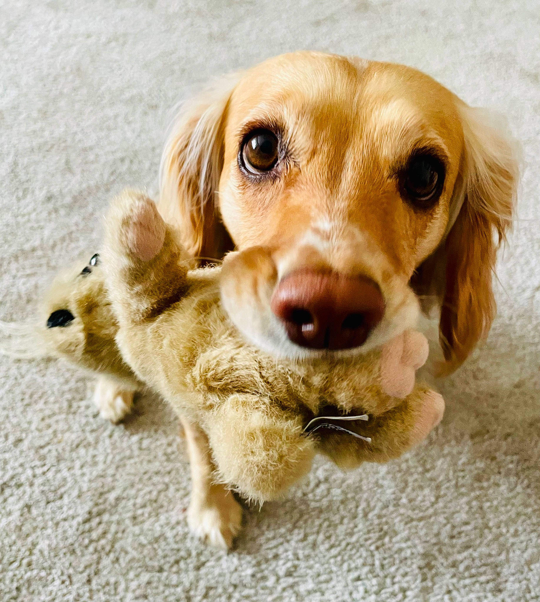 Luna joined the competition — help win amazing prizes! canidae, carnivore, circle, companion_dog, dog, dog_breed, dog_collar, eye, fawn, fur, golden_retriever, liver, pet_supply, plant, snout, sporting_group, terrestrial_animal, whiskers, wood, working_animal