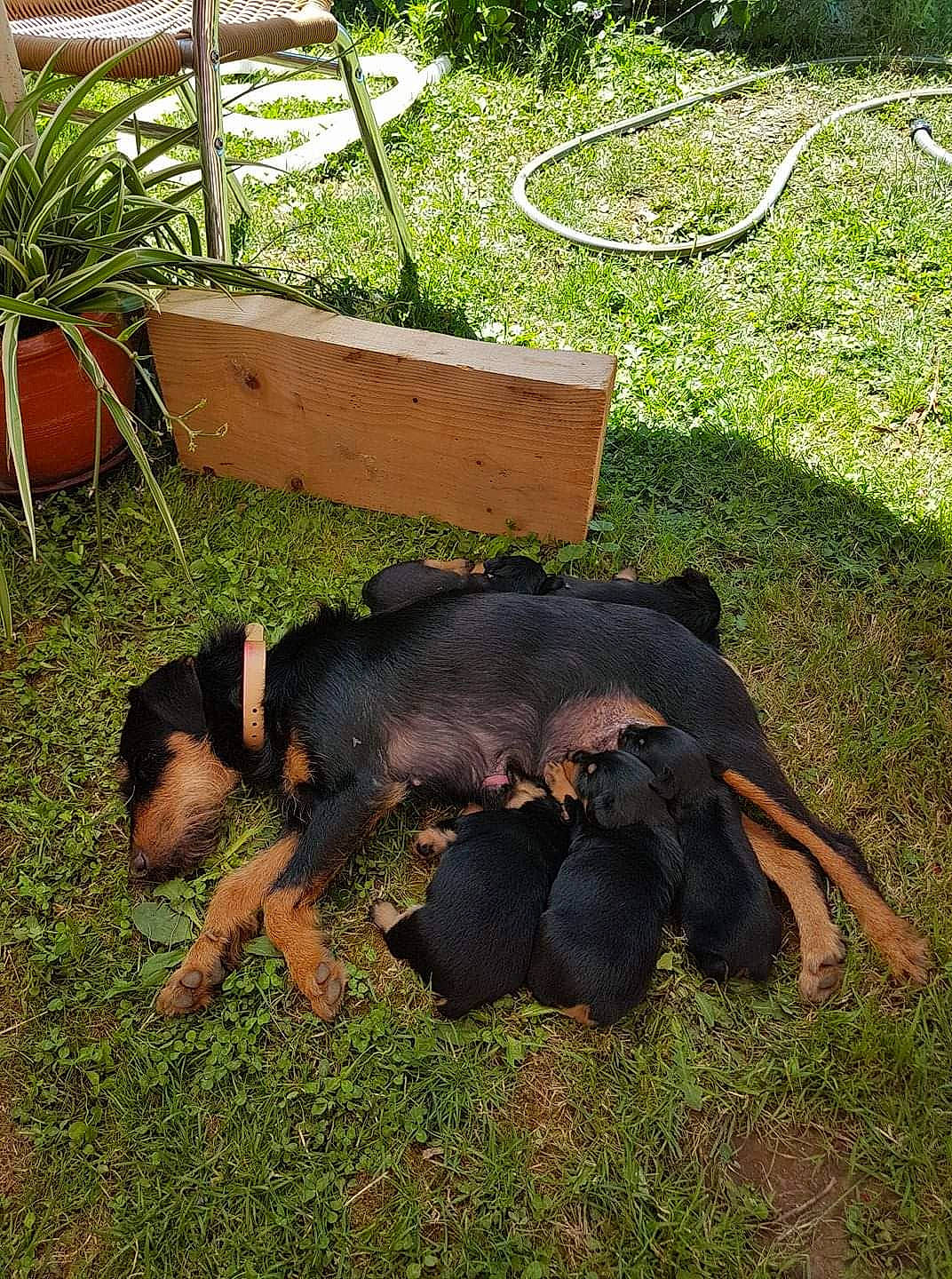 Gipsy a rejoint le concours — aidez-le/la à gagner de superbes lots ! canidae, carnivore, companion_dog, dog, dog_breed, fawn, flowerpot, grass, grass_family, groundcover, guard_dog, lawn, plant, snout, soil, sporting_group, tail, terrestrial_animal, working_animal, working_dog