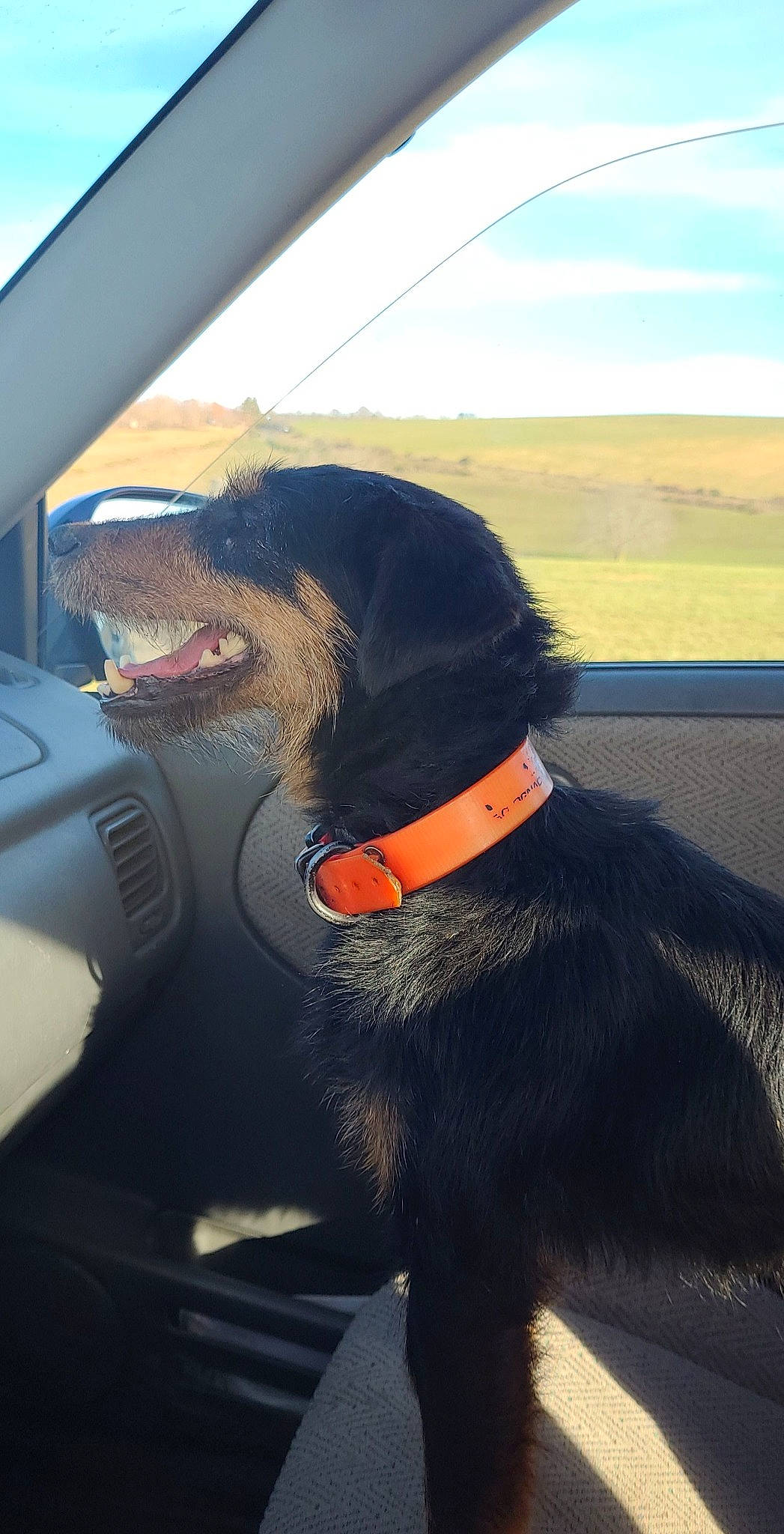 Gipsy a rejoint le concours — aidez-le/la à gagner de superbes lots ! automotive_exterior, car, car_seat, car_seat_cover, carnivore, collar, companion_dog, dog, dog_breed, dog_collar, mammal, motor_vehicle, sky, snout, steering_part, steering_wheel, tints_and_shades, vehicle, vehicle_door, vertebrate