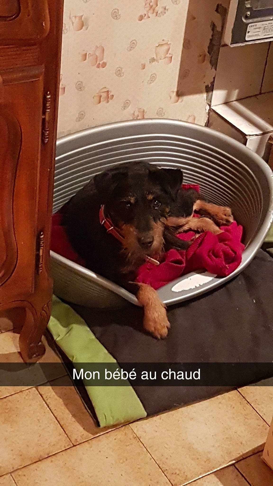 Gipsy a rejoint le concours — aidez-le/la à gagner de superbes lots ! canidae, carnivore, comfort, companion_dog, dog, dog_breed, dog_supply, floor, flooring, guard_dog, metal, pet_supply, rectangle, room, snout, sporting_group, tints_and_shades, toy_dog, vehicle_door, working_animal