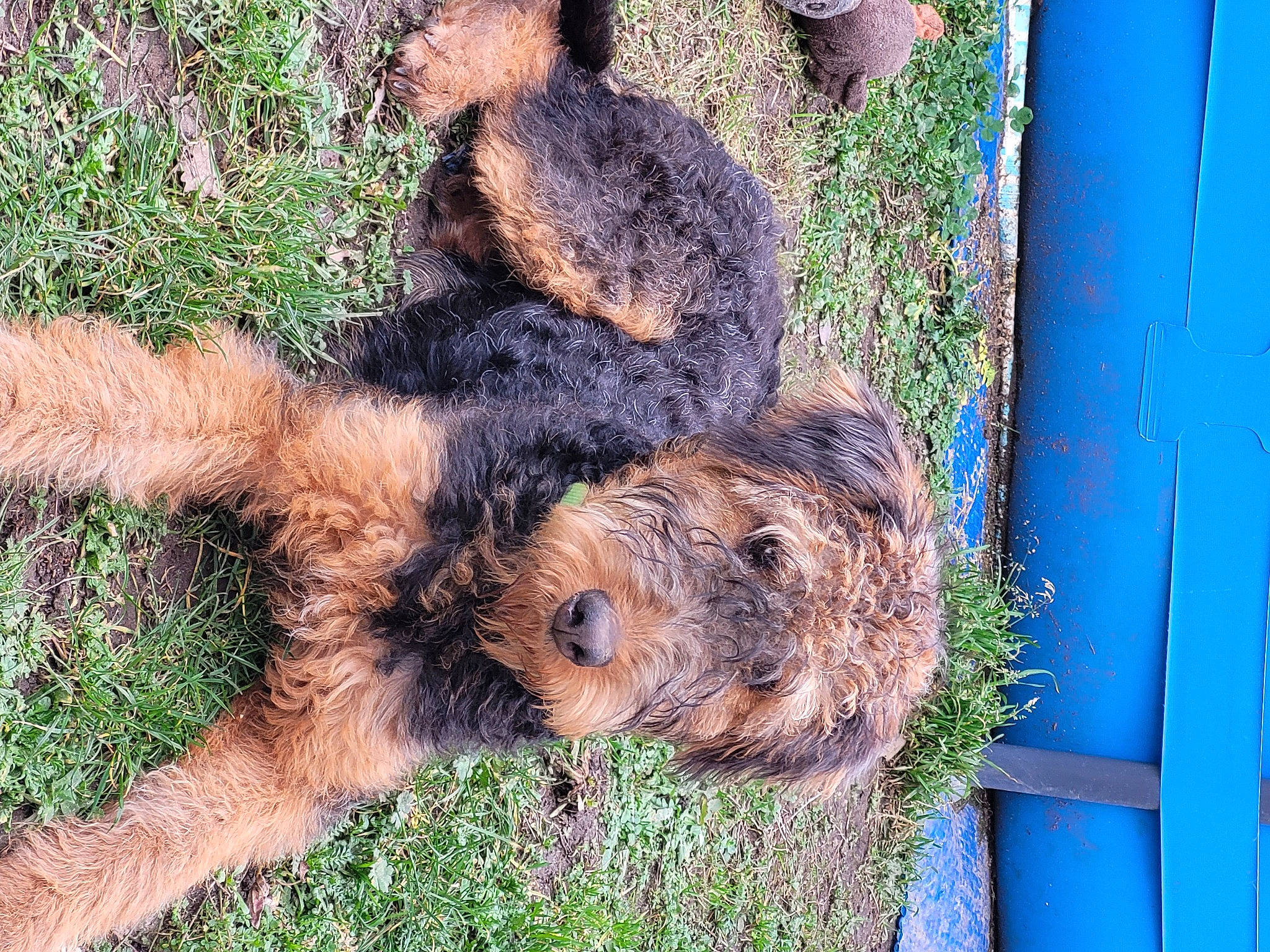 Taly a rejoint le concours — aidez-le/la à gagner de superbes lots ! canidae, dog_breed, electric_blue, fawn, foot, fur, grass, groundcover, natural_material, plant, sporting_group, tail, terrestrial_animal, trunk, wood