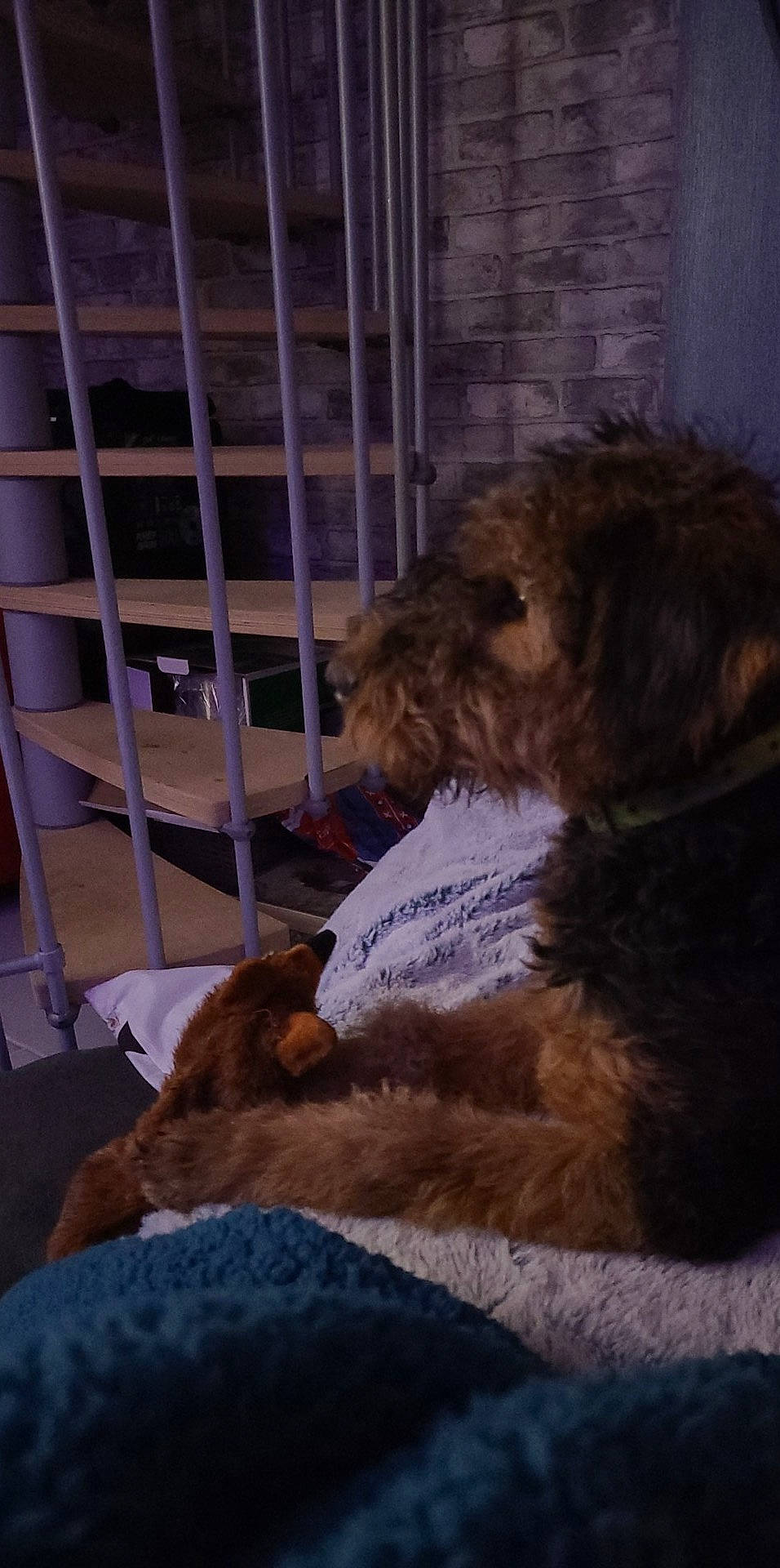 Taly participe au concours pour gagner de l'argent avec cette photo : brown, canidae, carnivore, comfort, companion_dog, dog, dog_breed, fur, goldendoodle, liver, pet_supply, snout, sporting_group, terrier, working_terrier