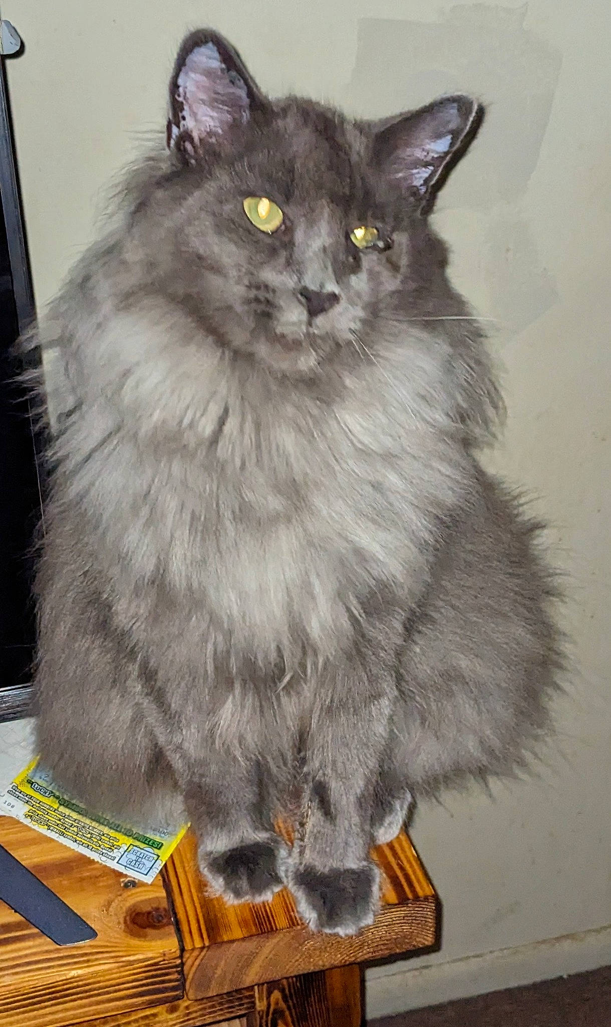 Dusty joined the competition — help win amazing prizes! british_longhair, carnivore, cat, domestic_short_haired_cat, felidae, fur, grey, small_to_medium_sized_cats, snout, terrestrial_animal, whiskers