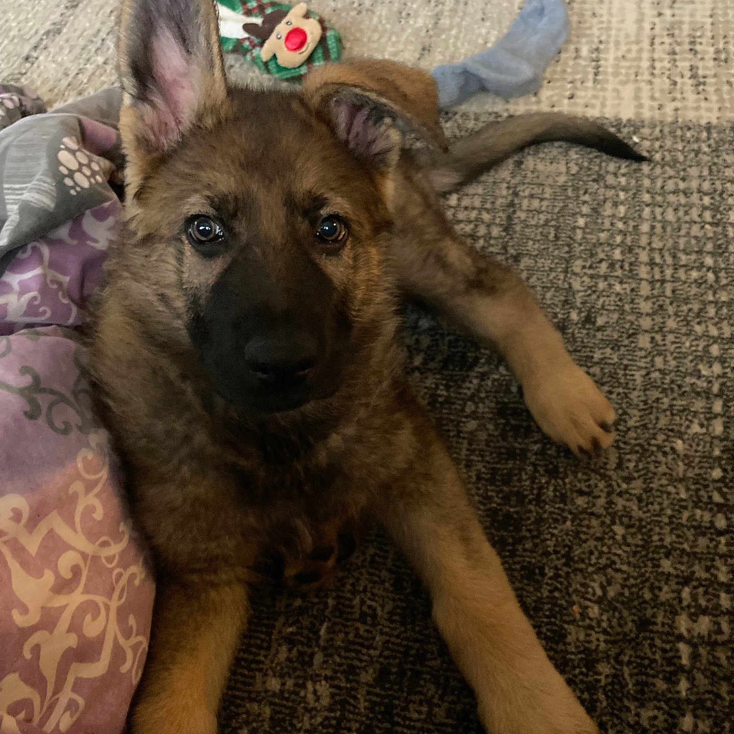 Shadow is registered to the contest to win money with this photo: animal, blanket, canine, clothing, couch, cushion, dog, furniture, germanshepherd, homedecor, hosiery, hound, husky, person, pet, policedog, puppy, quilt, sleeping, sock