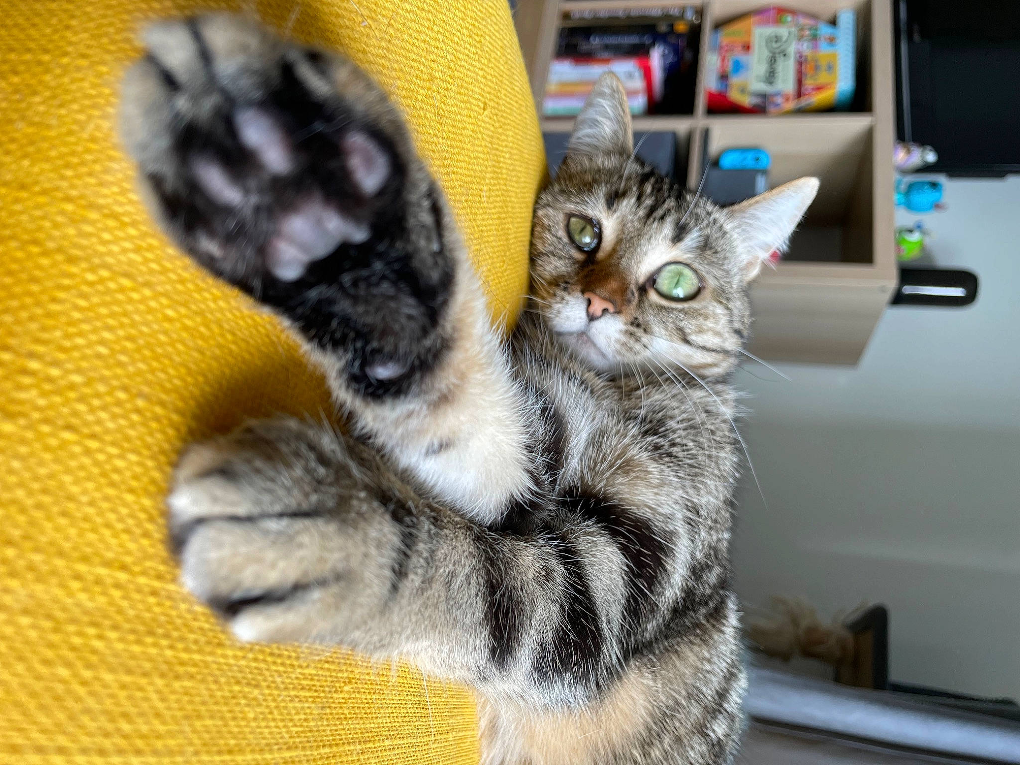 Buzz a rejoint le concours — aidez-le/la à gagner de superbes lots ! carnivore, cat, claw, comfort, domestic_short_haired_cat, felidae, fur, gesture, paw, small_to_medium_sized_cats, snout, tail, whiskers