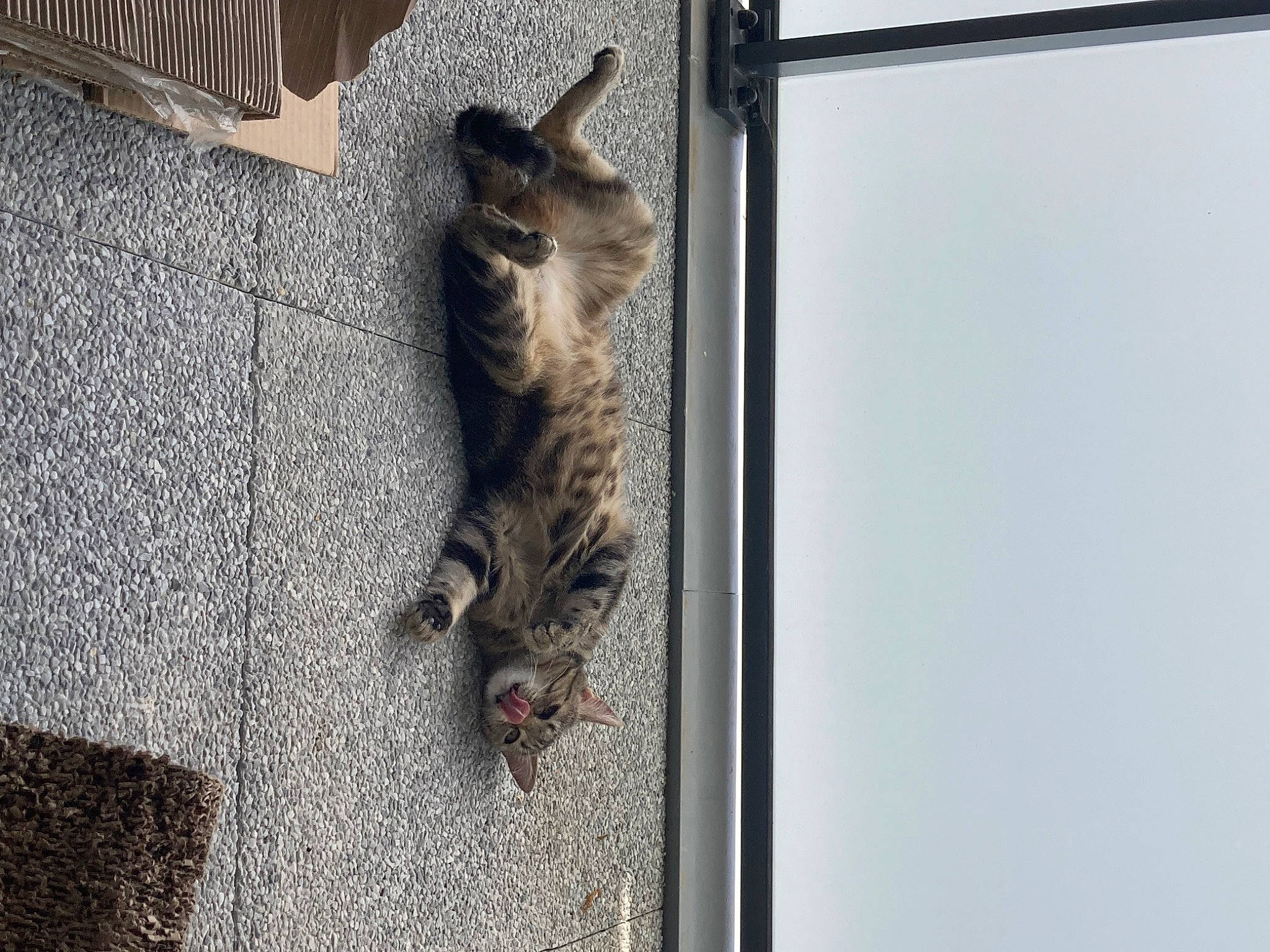 Buzz a rejoint le concours — aidez-le/la à gagner de superbes lots ! art, carnivore, cat, claw, domestic_short_haired_cat, door, felidae, fur, grey, metal, small_to_medium_sized_cats, snout, tail, terrestrial_animal, whiskers, window, wood