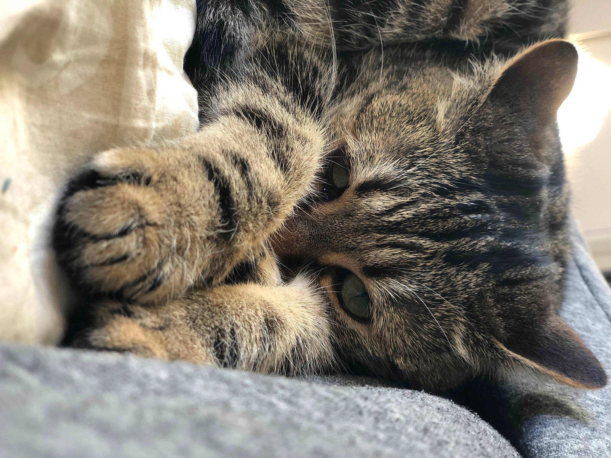 Buzz a rejoint le concours — aidez-le/la à gagner de superbes lots ! carnivore, cat, claw, close_up, comfort, domestic_short_haired_cat, felidae, fur, grey, nap, paw, sleep, small_to_medium_sized_cats, tail, terrestrial_animal, whiskers, wildlife