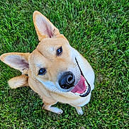 Boe joined the competition — help win amazing prizes! dog, grass, outdoor, pet, canine, happy, smiling, ears, fur, tail, animal, nature, playful, lying_down, looking_up, summer, daylight, closeup, cute, friendly